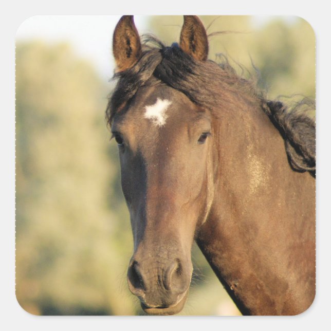 Adesivo Quadrado Morgan Horse Stickers (Frente)