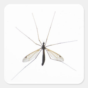 Adesivo Quadrado Mosquito