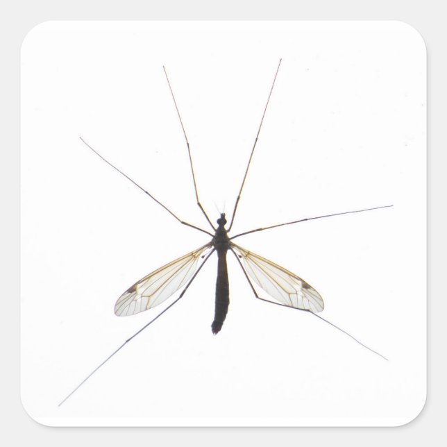 Adesivo Quadrado Mosquito (Frente)