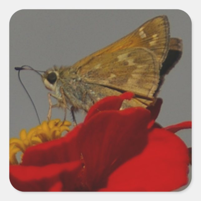 Adesivo Quadrado Moth (Frente)