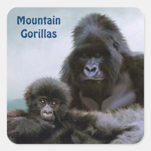 Adesivo Quadrado Mountain Gorillas African Willife Sticker