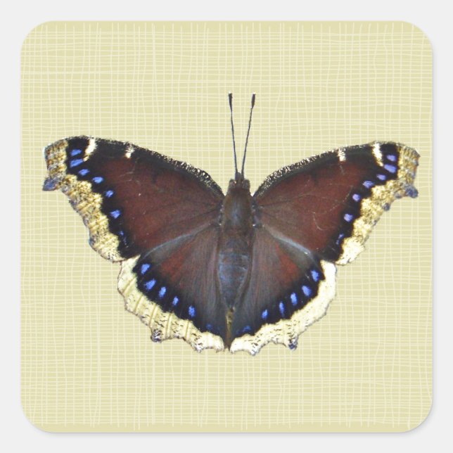 Adesivo Quadrado Mourning Cloak Butterfly - Antiopa Ninfalis (Frente)