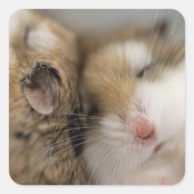 Adesivo Quadrado Mover para o Bob (Frente)