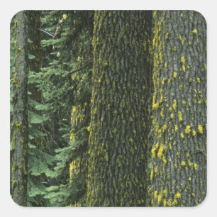 Adesivo Quadrado Mt. Ashland, Floresta Nacional Rogue RIver,
