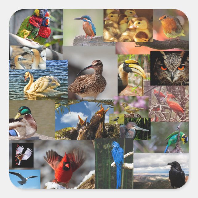 Adesivo Quadrado muitos pássaros (Frente)