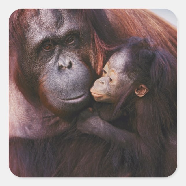 Adesivo Quadrado Mulher Sumatran Orangutan com bebê Pongo (Frente)
