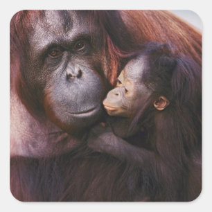 Adesivo Quadrado Mulher Sumatran Orangutan com bebê Pongo