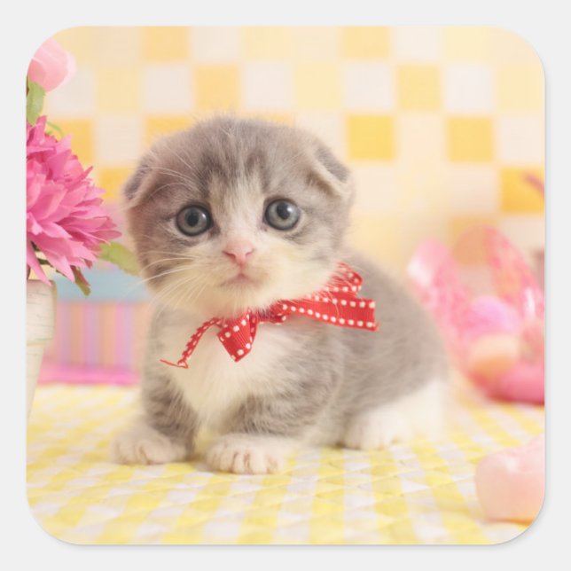 Adesivo Quadrado Munchkin Kitten (Frente)