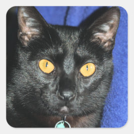 Adesivo Quadrado Murphy