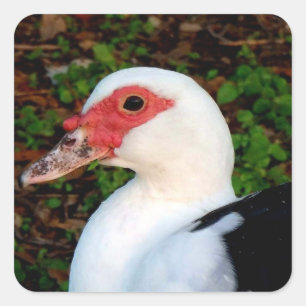 Adesivo Quadrado Muscovy Duck