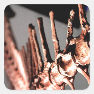 Adesivo Quadrado Museu de Houston da ciência natural