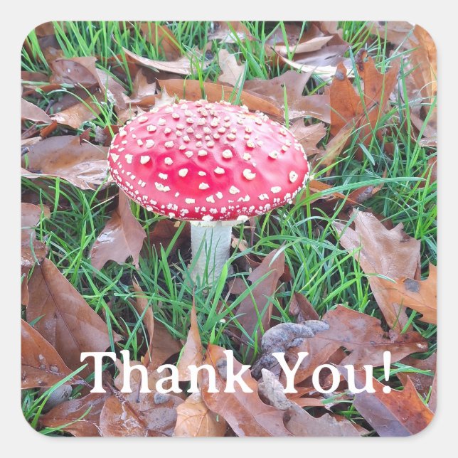 Adesivo Quadrado mushroom (Frente)