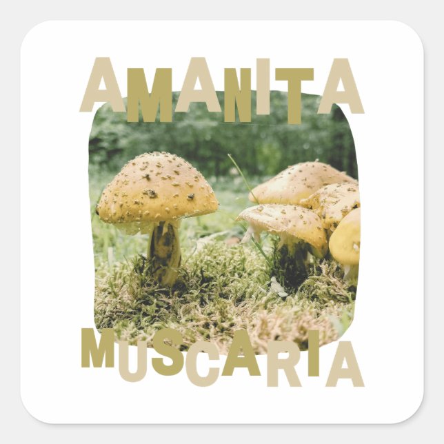 Adesivo Quadrado Mushroom lover, amanita muscaria, nature (Frente)