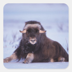 Adesivo Quadrado muskox, moschatus do Ovibos, touro novo no