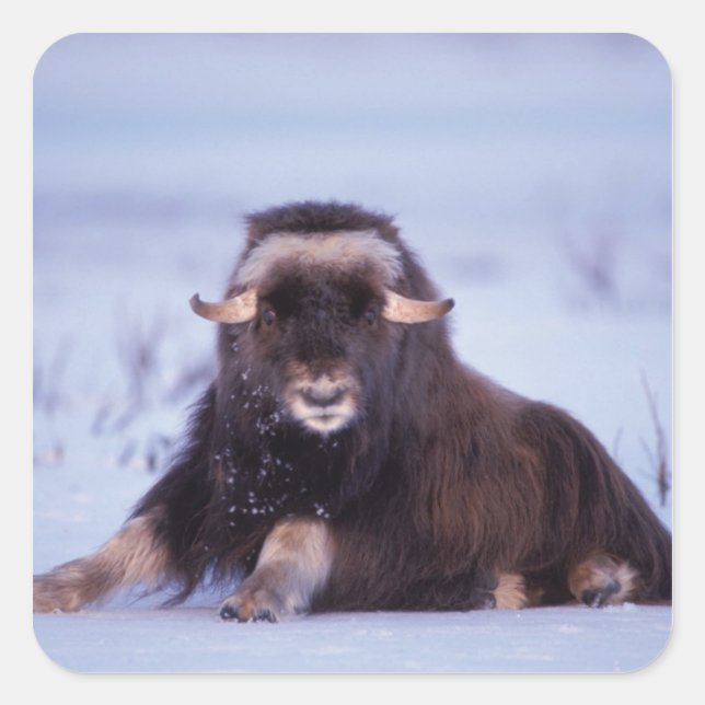 Adesivo Quadrado muskox, Ovibos moschatus, touro jovem (Frente)