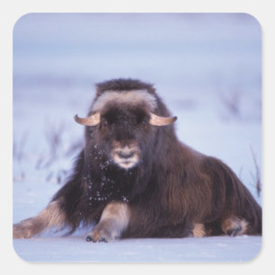 Adesivo Quadrado muskox, Ovibos moschatus, touro jovem
