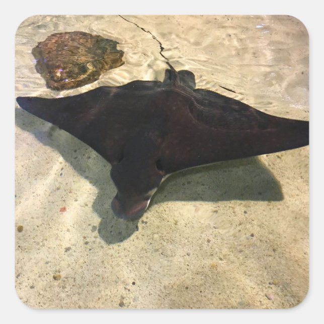 Adesivo Quadrado Mystical Stingray (Frente)