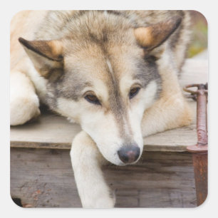 Adesivo Quadrado N.A., EUA, Alasca. Cães de trenó Husky