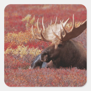 Adesivo Quadrado N.A., EUA, Alasca, Parque Nacional Denali, Touro