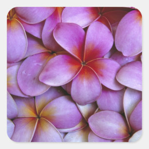 Adesivo Quadrado N.A., EUA, Maui, Havaí. Flores de Plumeria rosa.