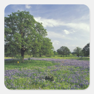 Adesivo Quadrado N.A., EUA, Texas, Lago Buchanan, Oaks e Azul