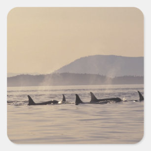 Adesivo Quadrado N.A., EUA, Washington, Ilhas San Juan Orca
