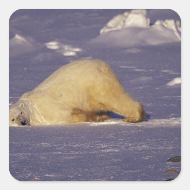 Adesivo Quadrado NA, Canadá, Manitoba, Churchill, urso polar (Frente)