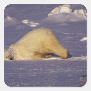 Adesivo Quadrado NA, Canadá, Manitoba, Churchill, urso polar