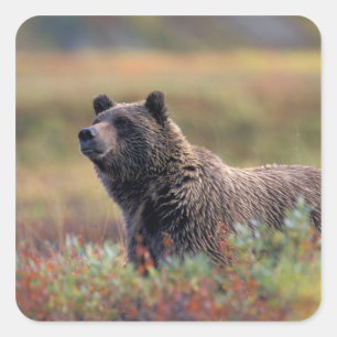 Adesivo Quadrado NA, EUA, Alasca, Parque Nacional Denali, Urso pard