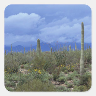 Adesivo Quadrado NA, EUA, Arizona, Monumento Nacional Saguaro,