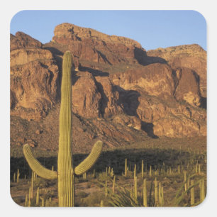 Adesivo Quadrado NA, EUA, Arizona. Organ Pipe Cactus