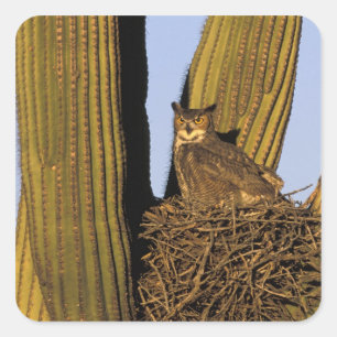 Adesivo Quadrado NA, EUA, Arizona, Tucson. Coruja excelente