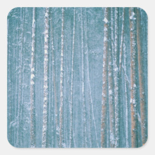 Adesivo Quadrado NA, EUA. Cena de inverno de neve entre