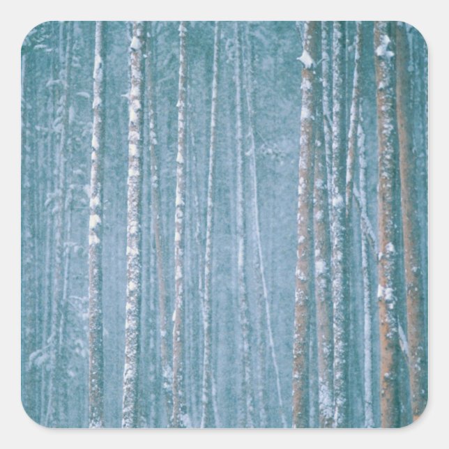 Adesivo Quadrado NA, EUA. Cena de inverno de neve entre (Frente)