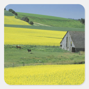 Adesivo Quadrado NA, EUA, Idaho, perto de Potlatch, Canola e velho