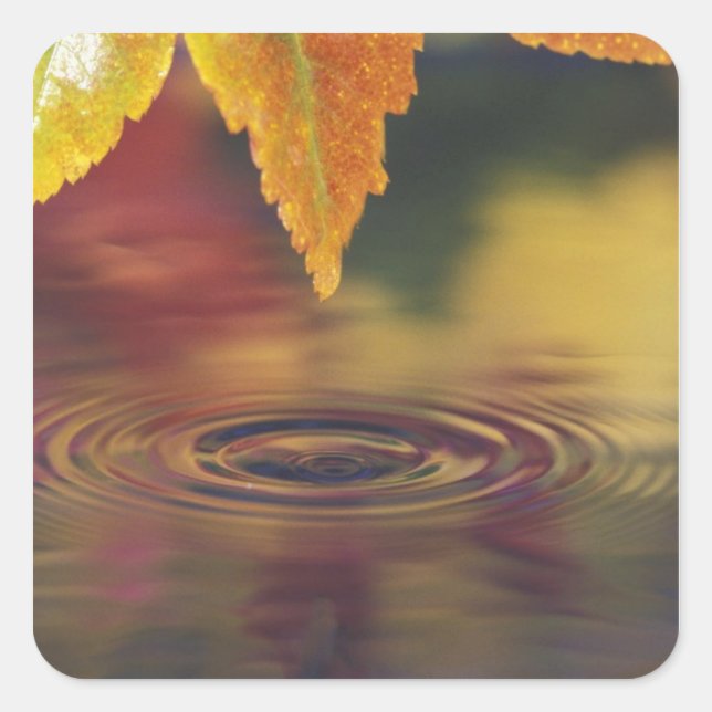 Adesivo Quadrado NA, EUA, Pacífico Noroeste (Frente)