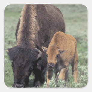 Adesivo Quadrado NA, EUA, Wyoming, Parque Nacional de Yellowstone.