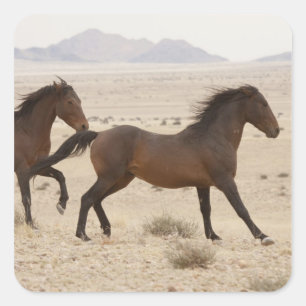 Adesivo Quadrado Namíbia, Aus. Cavalos selvagens correndo no Namib