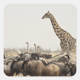 Adesivo Quadrado Namíbia, Parque Nacional Etosha. Uma girafa solitá