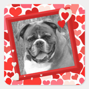 Adesivo Quadrado Namorados Boxer Dog Hearts