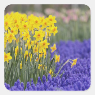 Adesivo Quadrado Narcisos e Jacintos de Uva, Keukenhof 3