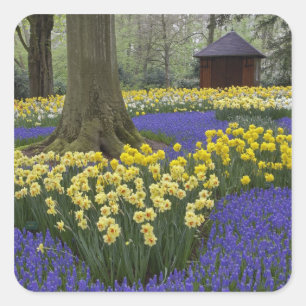 Adesivo Quadrado Narcisos, jacintos e jardim de tulipas,