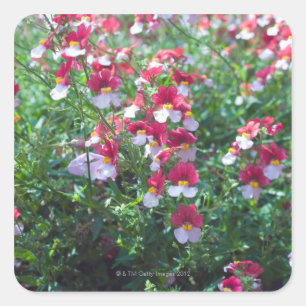 Adesivo Quadrado Nas cores raras produzidas violetas horned dentro