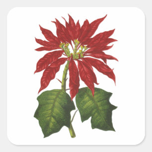 Adesivo Quadrado Natal vintage, planta vermelha do inverno da