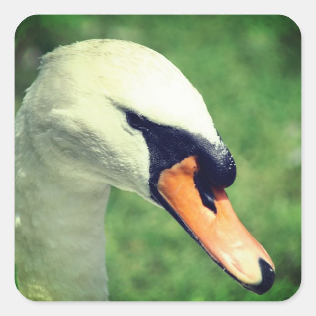 Adesivo Quadrado Natureza Animal Swan (Frente)
