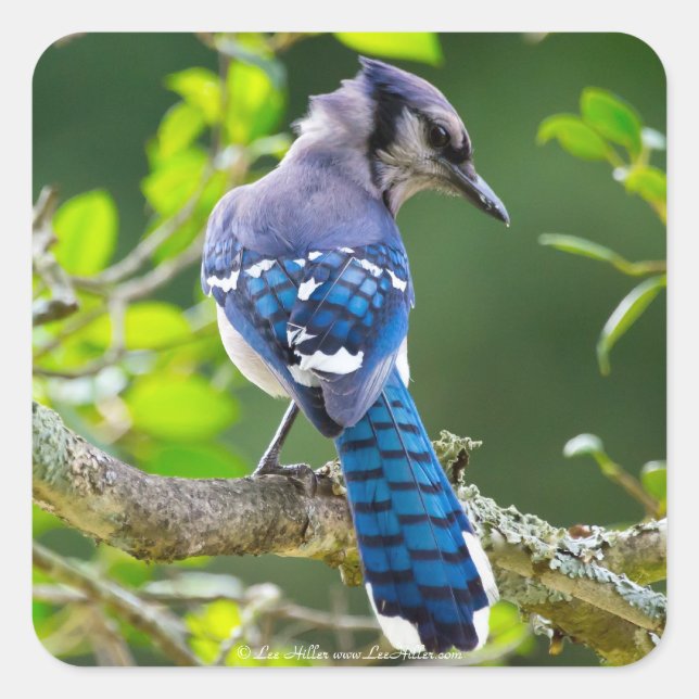 Adesivo Quadrado Natureza Fotografia Shy Blue Jay Roupa presente (Frente)