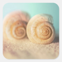 Nautilus Shells On Beach