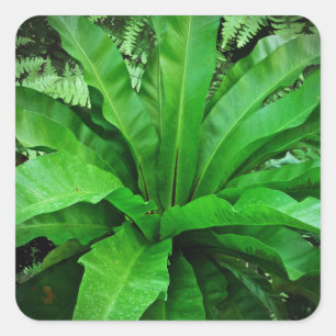 Adesivo Quadrado Nest Fern de Bird