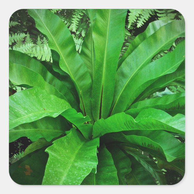 Adesivo Quadrado Nest Fern de Bird (Frente)