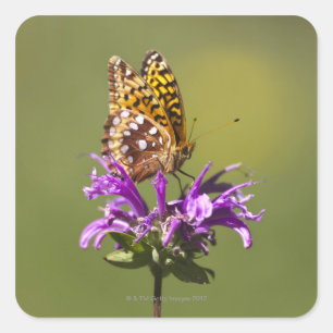 Adesivo Quadrado New mexico, Estados Unidos da América